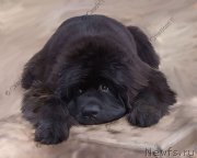 Превью фото № 170351