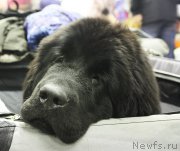 Превью фото № 170361