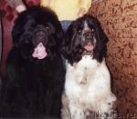 Превью фото № 17039