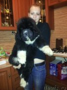 Превью фото № 170430