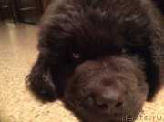 Превью фото № 170539