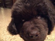 Превью фото № 170540