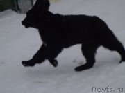 Превью фото № 170650