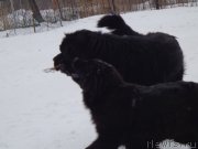 Превью фото № 170655