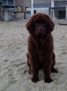 Превью фото № 170673