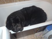 Превью фото № 170738