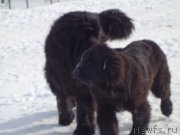 Превью фото № 170782