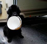 Превью фото № 170865