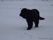 Превью фото № 170883