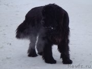 Превью фото № 170884