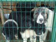 Превью фото № 170931