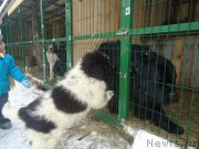 Превью фото № 170934