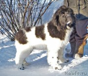 Превью фото № 170986