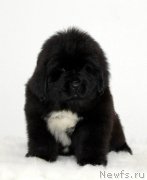 Превью фото № 171118