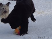 Превью фото № 171120