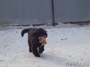 Превью фото № 171121