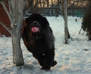 Превью фото № 171137