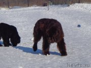 Превью фото № 171159