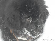 Превью фото № 171184