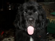 Превью фото № 171185