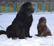 Превью фото № 171270