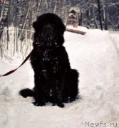 Превью фото № 171282