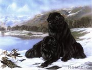 Превью фото № 171305