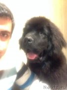 Превью фото № 171312