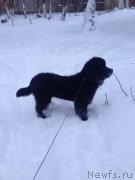 Превью фото № 171314