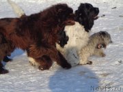 Превью фото № 171321