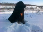 Превью фото № 171441