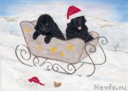 Превью фото № 171460