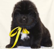 Превью фото № 171494