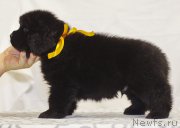 Превью фото № 171495