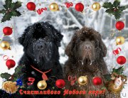 Превью фото № 171514