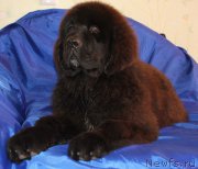 Превью фото № 171536