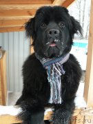 Превью фото № 171558