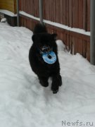 Превью фото № 171561