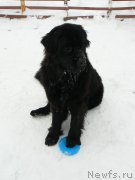 Превью фото № 171562