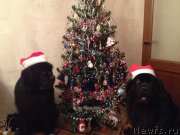 Превью фото № 171577