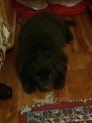 Превью фото № 171582