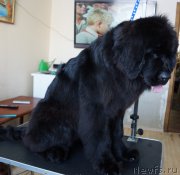 Превью фото № 171588