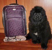 Превью фото № 171604