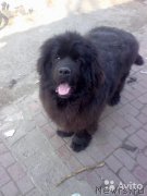 Превью фото № 171607