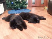 Превью фото № 171624