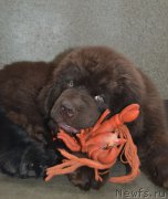 Превью фото № 171643