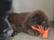 Превью фото № 171644