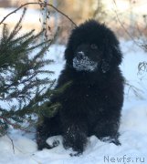 Превью фото № 171755