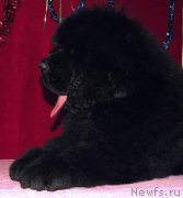 Превью фото № 171779