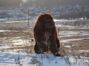 Превью фото № 171795